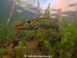 Esox by Gabriela Samberger 